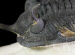 Trident Walliserops Trilobite - Great Eye Facets #65821-5